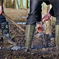 Man met rubberlaarzen plant boom met spade in de modder, België
